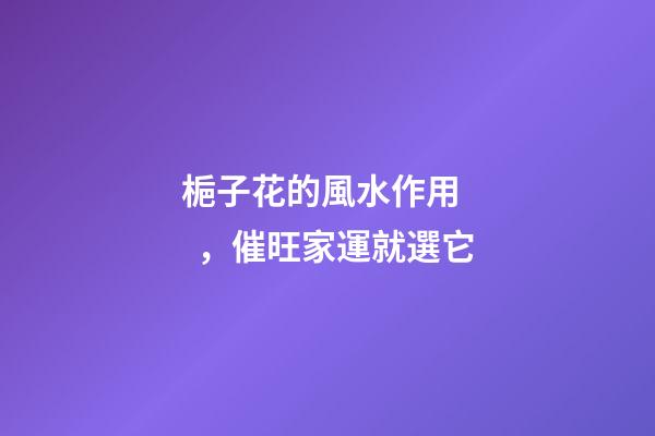 梔子花的風水作用，催旺家運就選它